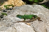 J16_1084 Green Lizard